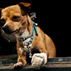 Chester the Chihuahua به عنوان Barking Dog